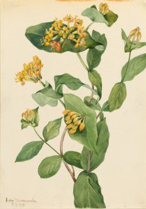 Douglas Kuusama (Lonicera glaucescens) tekijältä Mary Vaux Walcott