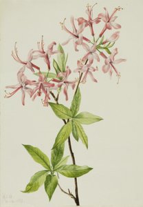Downy Pinxter Bloom Azalea rosea, 1923. tekijältä Mary Vaux Walcott