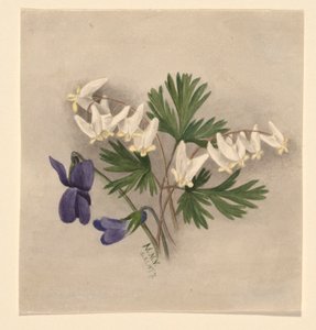 Hollantilaisen housut (Bikukulla cucullaria) tekijältä Mary Vaux Walcott