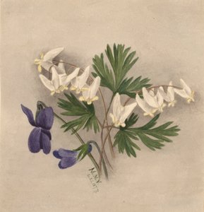 Hollannin housut Bikullaria, tekijältä Mary Vaux Walcott