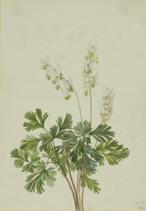 Hollannin housuhousut Bicucullarry, tekijältä Mary Vaux Walcott
