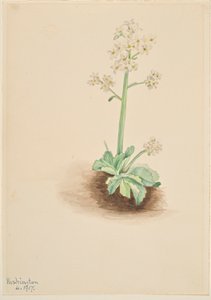 Varhainen Saxifrage (Saxifraga virginiensis) tekijältä Mary Vaux Walcott