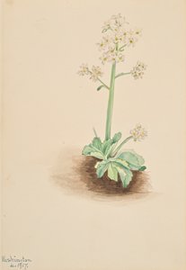 Early Saxifrage Saxifraga virginiensis, 1917. tekijältä Mary Vaux Walcott