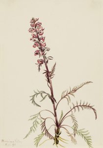 Elephanthead Pedicularis Greenlandica, 1916. tekijältä Mary Vaux Walcott