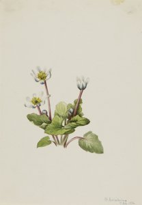 Elkslip (Caltha leptosepala) tekijältä Mary Vaux Walcott