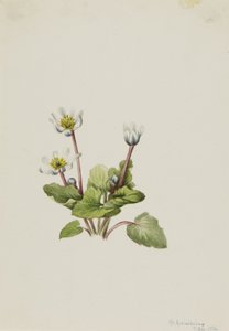 Elkslip Caltha leptosepala, 1916. tekijältä Mary Vaux Walcott