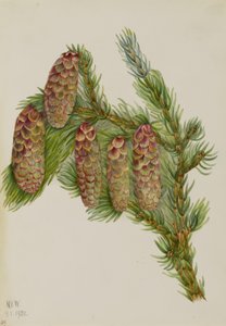 Engelmann-kuusi (Picea engelmanni) tekijältä Mary Vaux Walcott