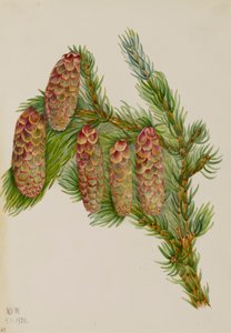 Engelmann kuusen Picea engelmanni, 1920. tekijältä Mary Vaux Walcott