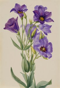 Eustoma russelianum tekijältä Mary Vaux Walcott