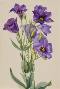 Eustoma russelianum, n. 1930-luvun alku. tekijältä Mary Vaux Walcott