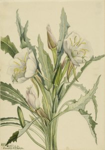 Iltasimppu (Pachyoplus hirsutus) tekijältä Mary Vaux Walcott