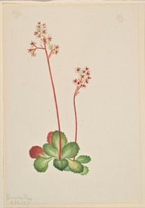 Ikivihreä Saxifrage (Leptarrhena pyrolifolia) tekijältä Mary Vaux Walcott