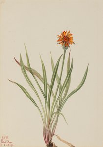 Väärä voikukka Agoseris aurantiaca, 1921. tekijältä Mary Vaux Walcott
