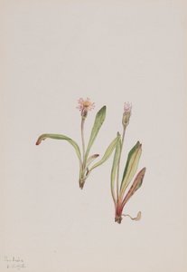Väärä voikukka Agoseris carnea, 1918. tekijältä Mary Vaux Walcott