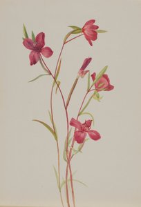 Hyvästit keväälle Godetia amoena lilja, n. 1930-luku. tekijältä Mary Vaux Walcott