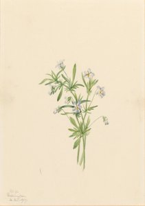 Kenttävioletti (Viola rafinesquii) tekijältä Mary Vaux Walcott