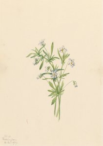 Field Violet Viola rafinesquii, 1919. tekijältä Mary Vaux Walcott