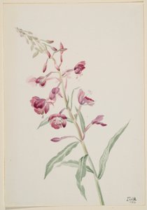 Tulikukka (Epilobium angustifolium) tekijältä Mary Vaux Walcott