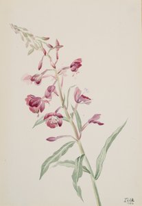 Tuliruoho Epilobium angustifolium, 1902. tekijältä Mary Vaux Walcott