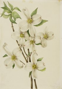 Kukkiva koiranheinä (Cornus florida) tekijältä Mary Vaux Walcott