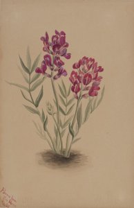 Kukkia Mesa tekijältä Mary Vaux Walcott