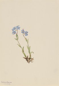 Forget-Me-Not Myosotis alpestris, 1907. tekijältä Mary Vaux Walcott