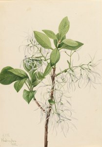 Hapsupuu Chionanthus virginica, 1922.