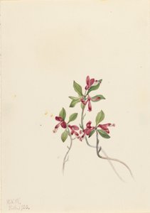 Reunustettu Polygala (Polygala paucifolia) tekijältä Mary Vaux Walcott