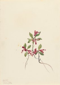 Hapsuinen Polygala Polygala paucifolia, 1920. tekijältä Mary Vaux Walcott