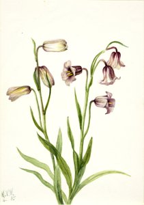 Fritillari (Fritillaria biflora) tekijältä Mary Vaux Walcott