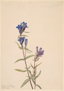 Gentian (Gentiana affinis) tekijältä Mary Vaux Walcott