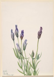 Gentian (Gentiana macounii) tekijältä Mary Vaux Walcott