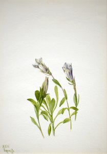 Gentian (Gentiana newberri) tekijältä Mary Vaux Walcott