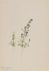 Gentiana propingua tekijältä Mary Vaux Walcott