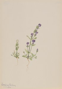 Gentiana propingua, 1916. tekijältä Mary Vaux Walcott
