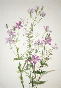 Gentianacease sabbalia angularis, 1880. tekijältä Mary Vaux Walcott
