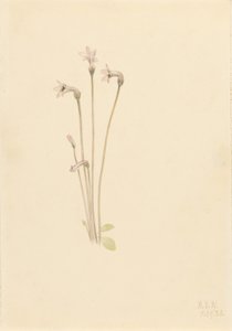 Haamuputki (Thalesia uniflora) tekijältä Mary Vaux Walcott