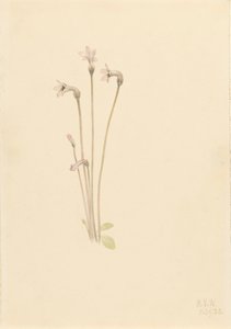 Ghostpipe Thalesia uniflora, 1920. tekijältä Mary Vaux Walcott