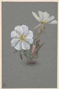 Giant Helleborine Epipactis gigantea, n. 1880. tekijältä Mary Vaux Walcott