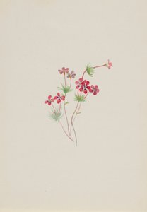 Gilia linanthus parviflorus tekijältä Mary Vaux Walcott