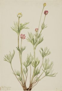 Globe Anemone (Anemone globosa) tekijältä Mary Vaux Walcott