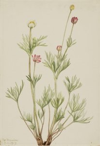 Globe Anemone Anemone globosa, 1917. tekijältä Mary Vaux Walcott