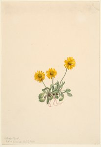 Kultainen kirppisruoho (Erigeron aureus) tekijältä Mary Vaux Walcott