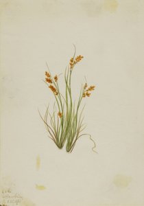 Kultasara (Carex aurea) tekijältä Mary Vaux Walcott