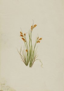 Kultainen sara Carex aurea, 1921. tekijältä Mary Vaux Walcott