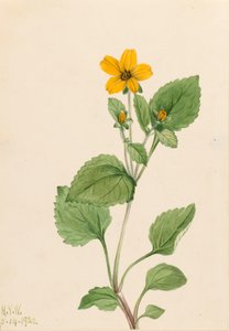 Kultainen tähti Chrysogonum virginianum, 1922. tekijältä Mary Vaux Walcott