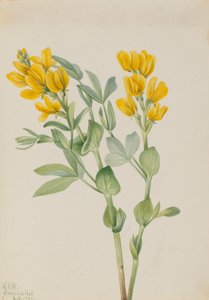 Kultaherne Thermopsis rhombifolia, 1923. tekijältä Mary Vaux Walcott