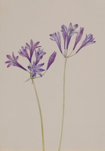 Ruohopähkinä Brodiaea laxa, 1933. tekijältä Mary Vaux Walcott