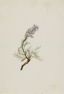 Harmaa fakelia (Phacelia sericea) tekijältä Mary Vaux Walcott