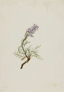 Harmaa Phacelia Phacelia sericea, 1911. tekijältä Mary Vaux Walcott